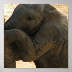 Poster Bébé Eléphant Imprimer