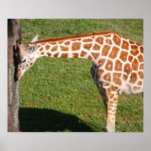 Poster Bébé girafe (Devant)