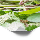 Poster Bébé gorille des montagnes (Coin)