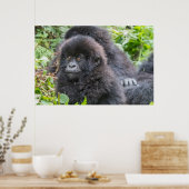 Poster Bébé gorille des montagnes (Cuisine)