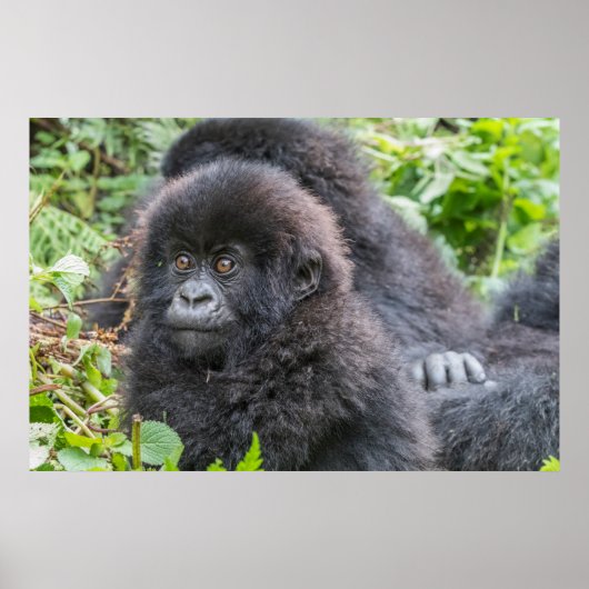 Poster Bébé gorille des montagnes (Devant)