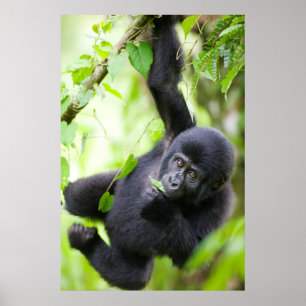 Poster Bébé gorille des montagnes jouant en forêt tropica