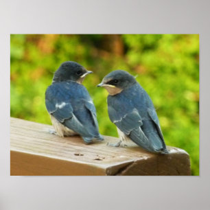 Poster Bébé Grange hirondelle Nature Oiseau Photographie