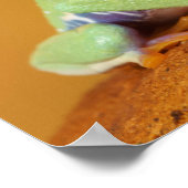 Poster Bébé grenouille aux yeux rouges (Coin)