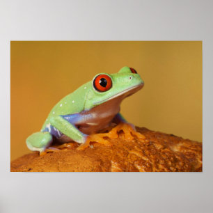 Poster Bébé grenouille aux yeux rouges