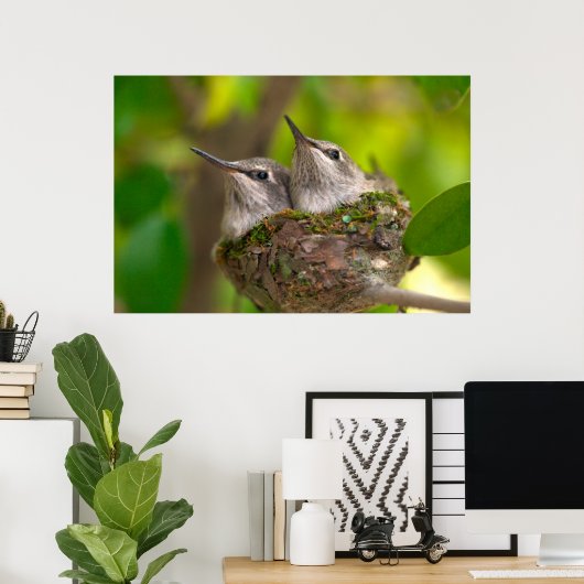 Poster Bébé hummingbirds (Bureau à domicile)