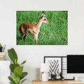 Poster Bébé impala dans l'herbe verte (Bureau à domicile)