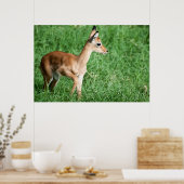 Poster Bébé impala dans l'herbe verte (Cuisine)