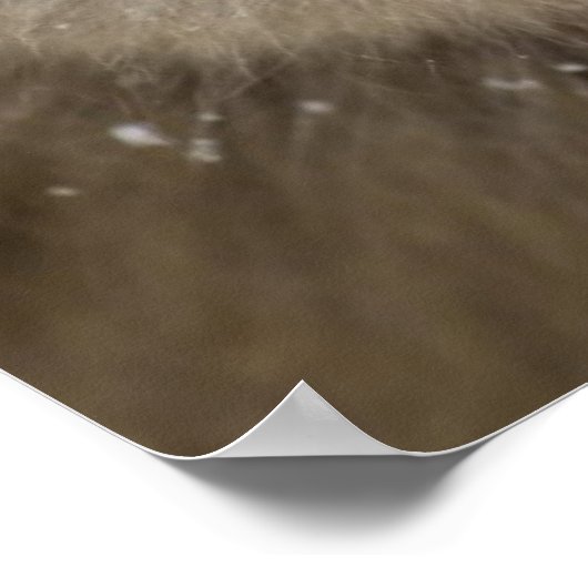 Poster Bébé Japonais Macaque | Singe des neiges (Coin)