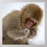 Bébé Japonais Macaque | Singe des neiges