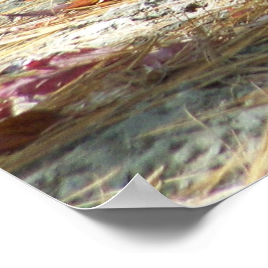 Poster bébé kangourou (Coin)