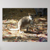 Poster bébé kangourou (Devant)