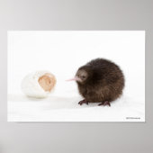 Poster Bébé Kiwi Oiseau éclos de l'Oeuf (Devant)