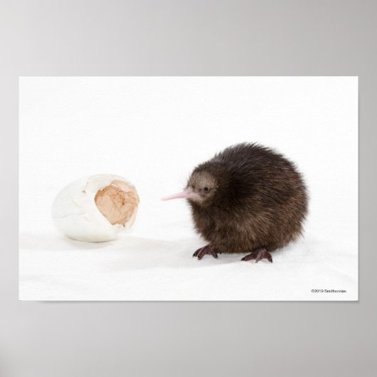Poster Bébé Kiwi Oiseau éclos de l'Oeuf (Devant)