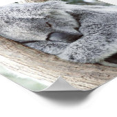 Poster bébé koala (Coin)