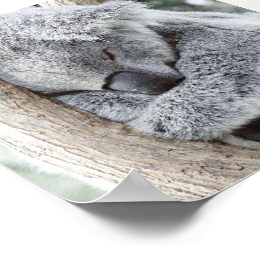 Poster bébé koala (Coin)