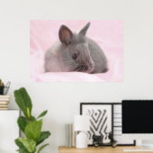 Poster bébé lapin (Bureau à domicile)