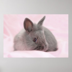Poster bébé lapin