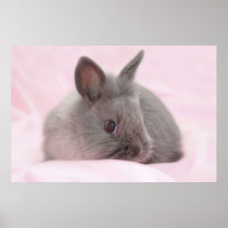 Poster bébé lapin
