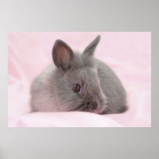 Poster bébé lapin (Devant)