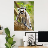 Poster Bébé lémurien à queue annelée (Bureau à domicile)