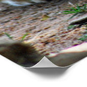 Poster Bébé lion (Coin)