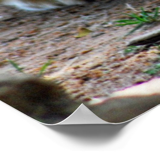 Poster Bébé lion (Coin)