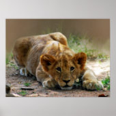 Poster Bébé lion (Devant)