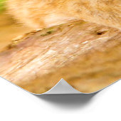 Poster Bébé Lion Cub (Coin)