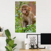 Poster Bébé Macaque Rhésus, Temple du Singe, Jaipur (Bureau à domicile)