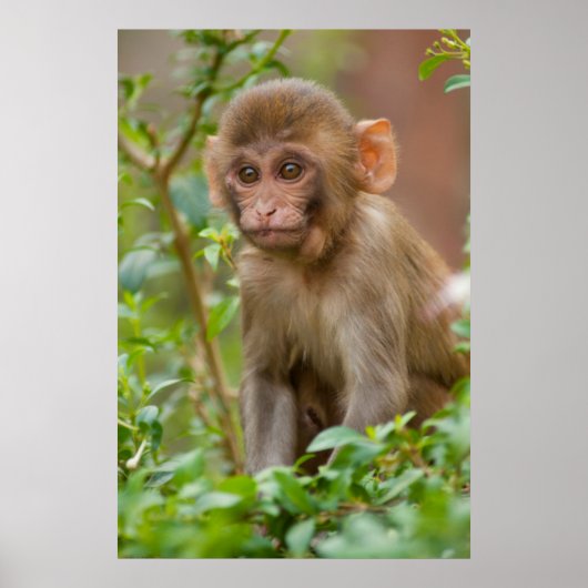 Poster Bébé Macaque Rhésus, Temple du Singe, Jaipur (Devant)