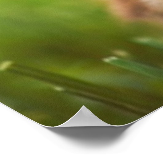 Poster Bébé Mallard Ducking (Coin)