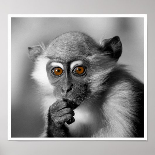 Poster Bébé Mangabey Singe (Devant)