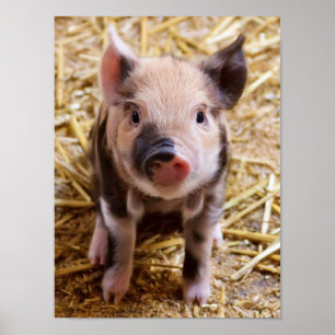 Poster Bébé mignon Animaux de la ferme des porcs Barnyard