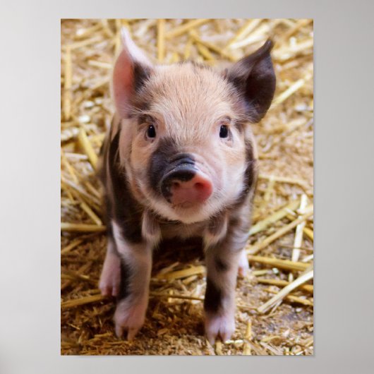 Poster Bébé mignon Animaux de la ferme des porcs Barnyard (Devant)