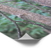 Poster Bébé mignon Boeuf Noir Cub dans l'arbre Photo (Coin)