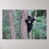 Poster Bébé mignon Boeuf Noir Cub dans l'arbre Photo (Devant)