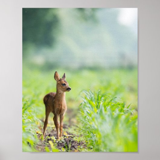 Poster Bébé mignon cerf Fawn dans l'herbe Nature Photogra (Devant)