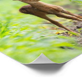 Poster Bébé mignon cerf Fawn dans l'herbe Nature Photogra (Coin)