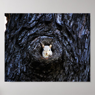 Poster Bébé mignon écureuil Nature Faune Photographie