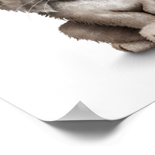 Poster Bébé mignon Lynx Cub sur blanc (Coin)