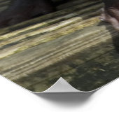 Poster Bébé mignon Otter (Coin)