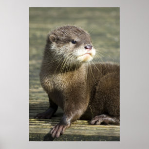 Poster Bébé mignon Otter