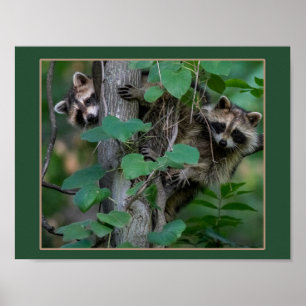 Poster Bébé mignon Raccoons