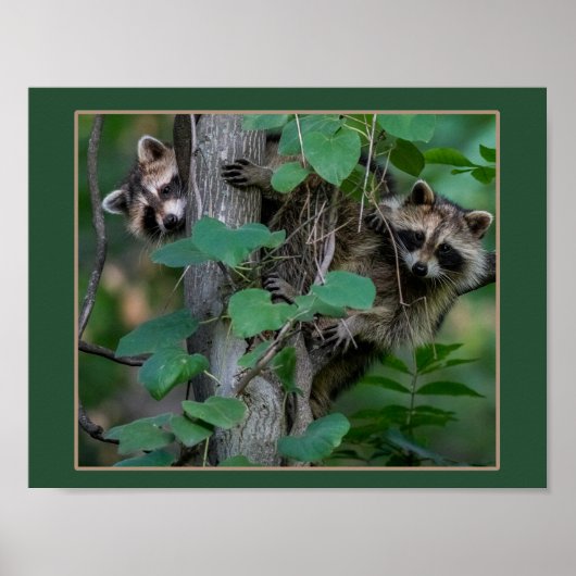 Poster Bébé mignon Raccoons (Devant)