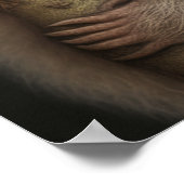 Poster Bébé mignon Sloth Souriant Faune Nature Animal (Coin)