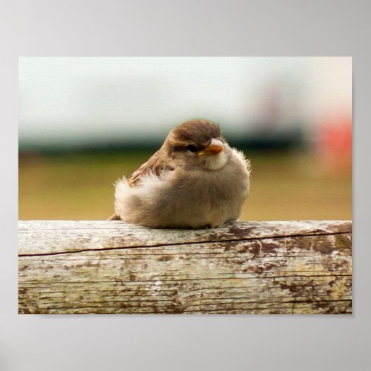 Poster Bébé mignon Sparrow Bird Photo (Devant)