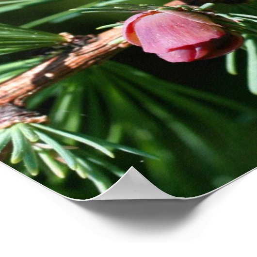 Poster Bébé Miniature Pine Cônes Nature (Coin)