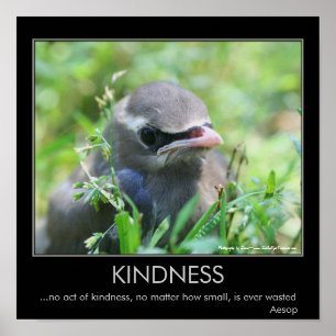 Poster Bébé oiseau de bonté Citation Inspirante