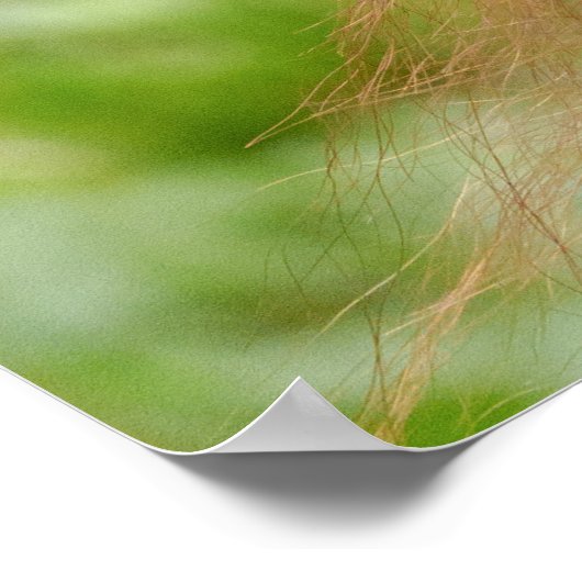 Poster Bébé Orangoutan Joy (Coin)